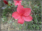 foto Fiori
